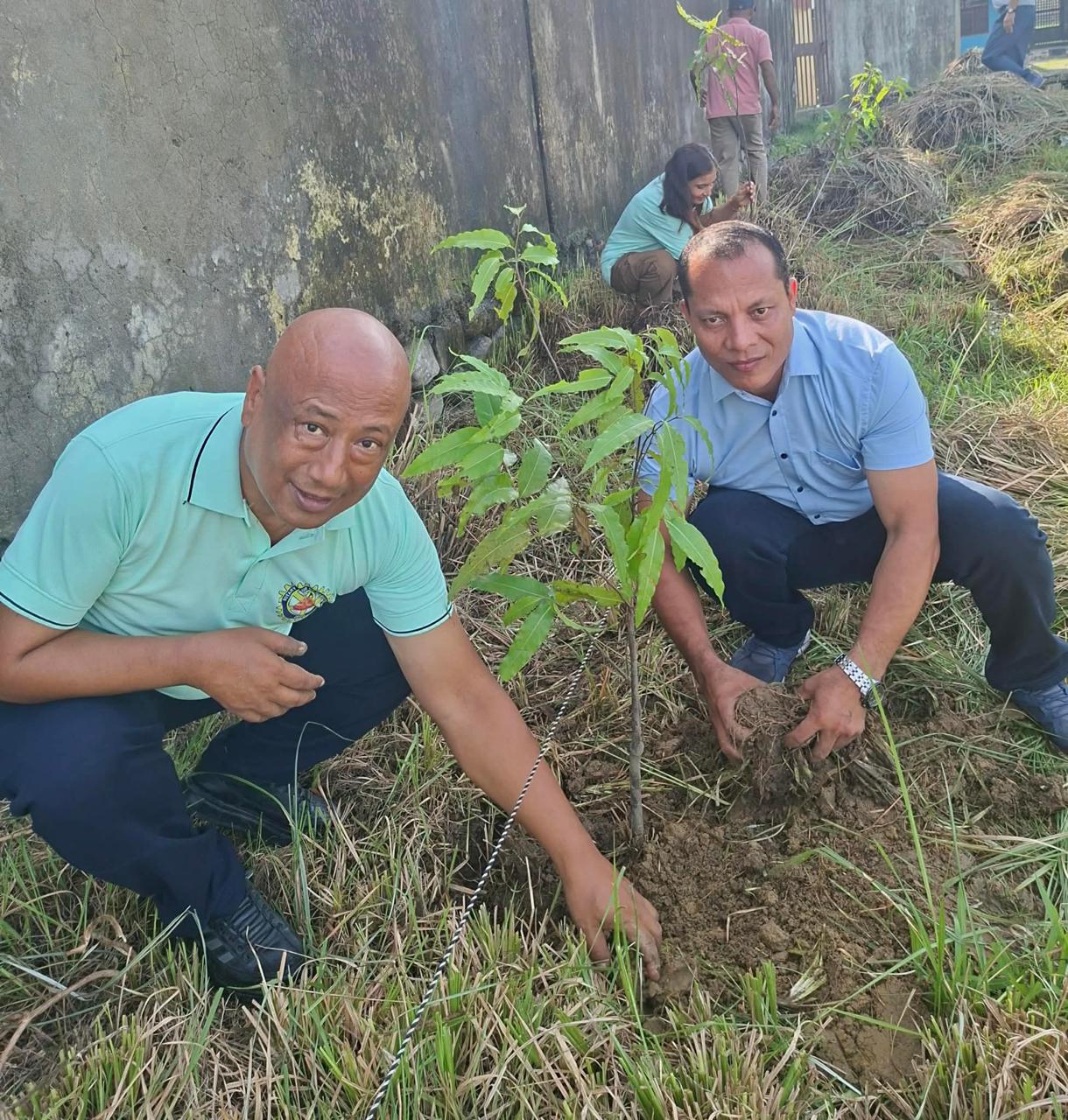 Tree Plantation